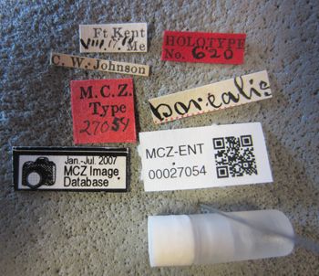 Media type: image;   Entomology 27054 Description: Specimen documentation photo of labelsfrom specimen MCZ:Ent:27054, captured on2025-06-24;  Aspect: labels